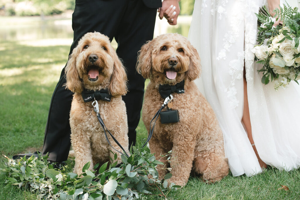Wedding in Canton, Ohio featuring the two golden-doodles of local couple | J. Lynne Photography
